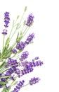 Lavender herb flowers white background Floral border Royalty Free Stock Photo