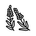 lavender herb line icon vector illustration
