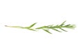 Lavender herb plant with green leaves isolated on white background Royalty Free Stock Photo