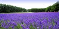 Lavender Hokkaido Royalty Free Stock Photo