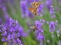Lavender, honey bee and and mating butterflies