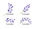 Lavender icons set. Violet leaves and green branch of lavender. Natural herb logo template. Vector illustration.