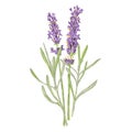 Lavender Illustration. Beautiful Botanical Illustration. Unique Flowers Illustration