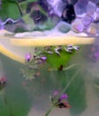 Lavender Infused Water Royalty Free Stock Photo