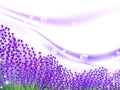 Lavender inspiration