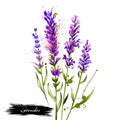Lavender isolated. Lavandula or lavender. Flowering plant in the mint family, Lamiaceae. Lavandula angustifolia. Herbs spices.