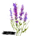 Lavandula or lavender watercolor
