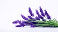 Lavender in isolation on a white background Royalty Free Stock Photo
