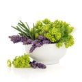 Lavender and Ladies Mantle Flowers Royalty Free Stock Photo