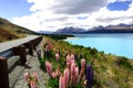 Lavender by lake pukaki