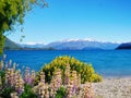 The lavender in the lake side of Wanaka with the background of glacier mountain Royalty Free Stock Photo