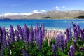 Lavender by lake Tekapo (5)