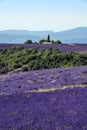 Lavender landscape in Valensole plateau, France