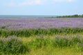 Lavender lants in the field, blooming