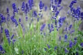 lavender lavandin field blue purple flowers field macro lavender field on green field postcard Royalty Free Stock Photo