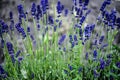 lavender lavandin field blue purple flowers field macro Royalty Free Stock Photo