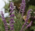 Lavender Lavandula angustifolia Royal Velvet