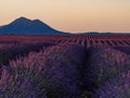 Endless lavender fields before sunrise near Valensole in the Provence