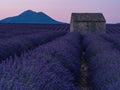 An brick shed in the middel of the Provencal lavender fields under a pink Skye