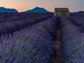 Pre sunrise Provencal landscape with mountains and endless Lavender fields