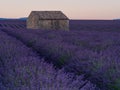 A brick house in the middle of lavender fields before sunrise