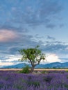 Beautiful evening light colours the provencal landscape with a tree in the lavender fields