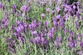 Lavender, Lavandula stoechas flowers background