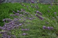 Lavender - Lavandula