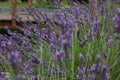 Lavender - Lavandula