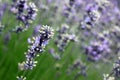 Lavender (Lavandula x intermedia) Royalty Free Stock Photo