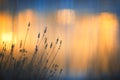 Lavenders in winter against window lights