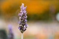 Lavender (Lavendula angustifolia) Royalty Free Stock Photo
