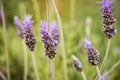 Lavender (Lavendula angustifolia) Royalty Free Stock Photo