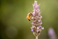 Lavender (Lavendula angustifolia) Royalty Free Stock Photo