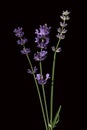 Lavender  Lavendula angustifolia Royalty Free Stock Photo