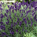 Lavender Lavendula angustifolia