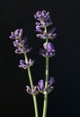 Lavender  Lavendula angustifolia Royalty Free Stock Photo