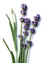 Lavender Lavendula angustifolia