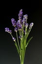 Lavender  Lavendula angustifolia Royalty Free Stock Photo
