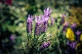 Lavender Lavendula Augustifolia