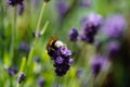 Lavender Lavendula Augustifolia