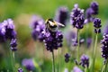 Lavender Lavendula Augustifolia