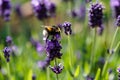 Lavender Lavendula Augustifolia