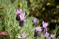 Lavender Lavendula Augustifolia