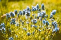 Lavender Lavendula Augustifolia