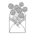 Vector bouquet with outline ball of craspedia or billy buttons dried flower in open craft envelope in black isolated on white. Royalty Free Stock Photo