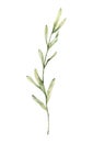 Lavender leaves, rosemary twig, juniper drawing. Hand drawn watercolor illustration. Design for wedding invitation, logo