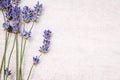 Lavender, light background, place for text. Lavender on a light background. Background with copyspace. Close up