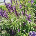 Lavender lilac flower garden Royalty Free Stock Photo