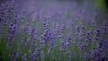 Lavender lilac flowers in a field, field lilac Royalty Free Stock Photo